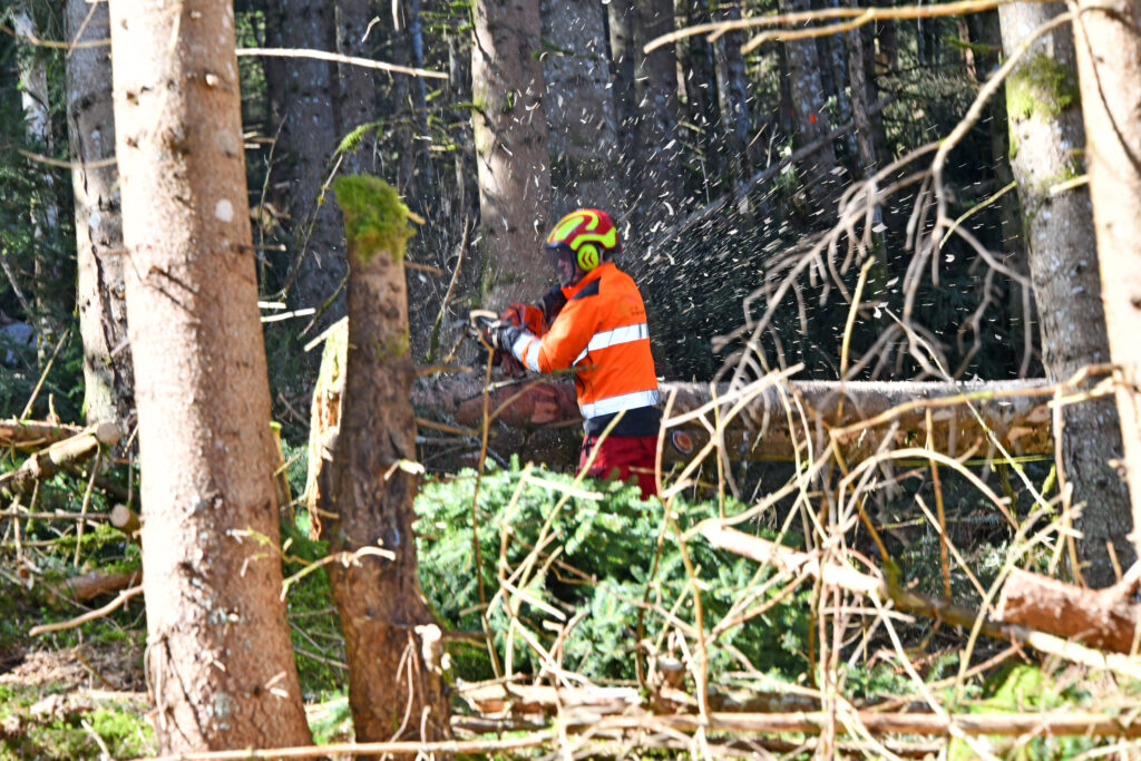 Ein Forstwart fällt einen Baum im Wald