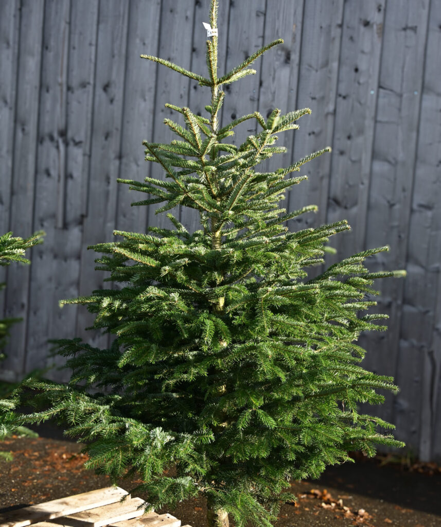 Weisstanne beim Christbaumverkauf