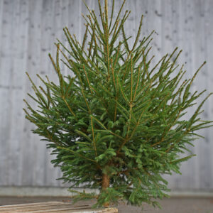 Fichte/Rottanne beim Christbaumverkauf