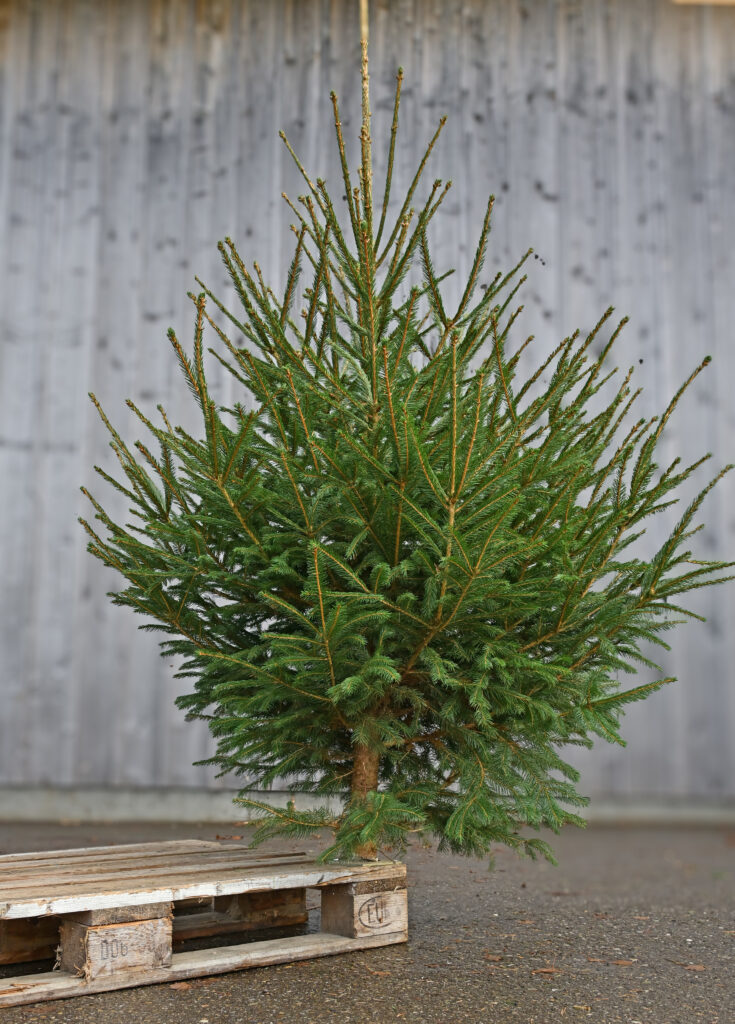 Fichte/Rottanne beim Christbaumverkauf