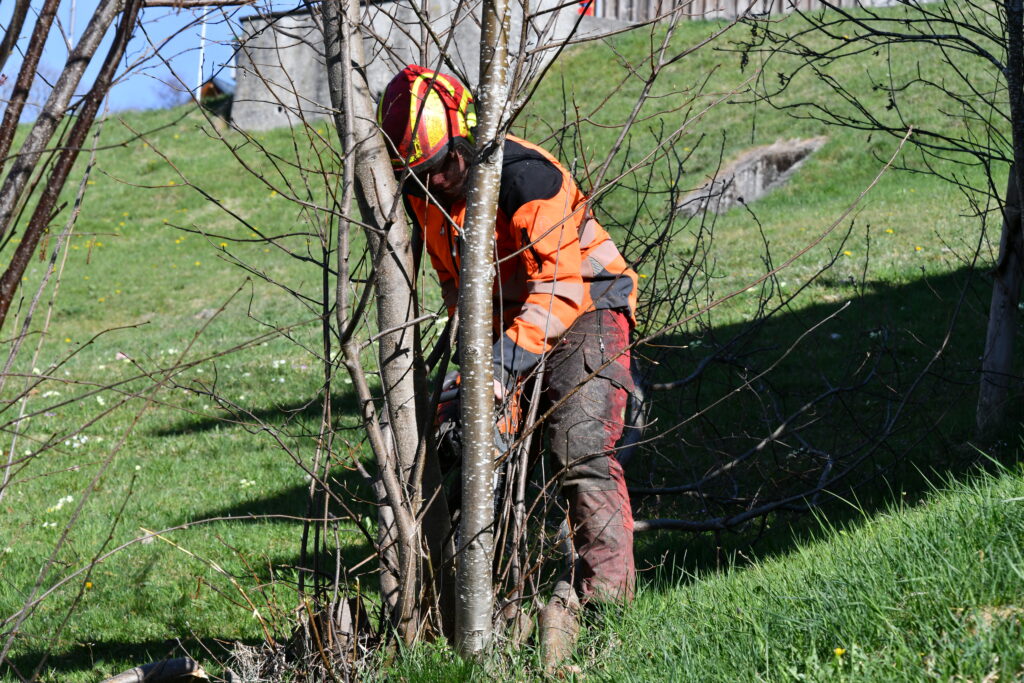 Ein Forstwart schneidet eine Staude ab mit der Motorsäge