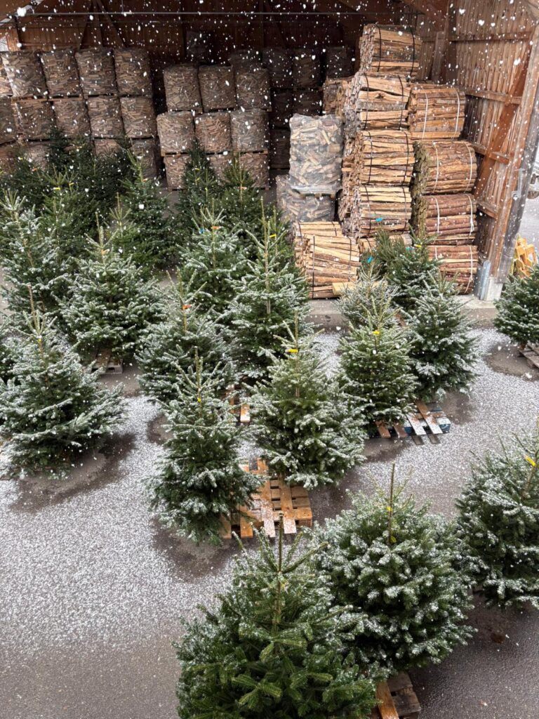 Christbäume mit Schneeflocken