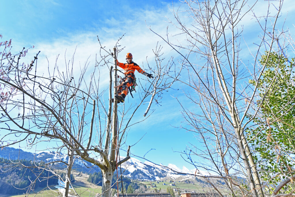 Ein Forstwart mit Kletterausrüstung ist auf einem hohen Baum und gibt einen abgesägten Ast herunter